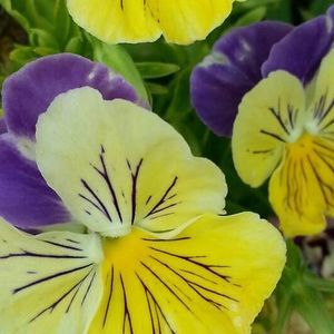 Meet your Posher, Hatty